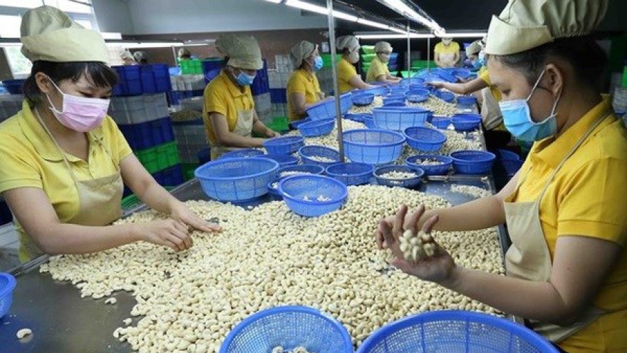 Vietnamese firms regain ownership of all 100 cashew nut containers in Italy scam